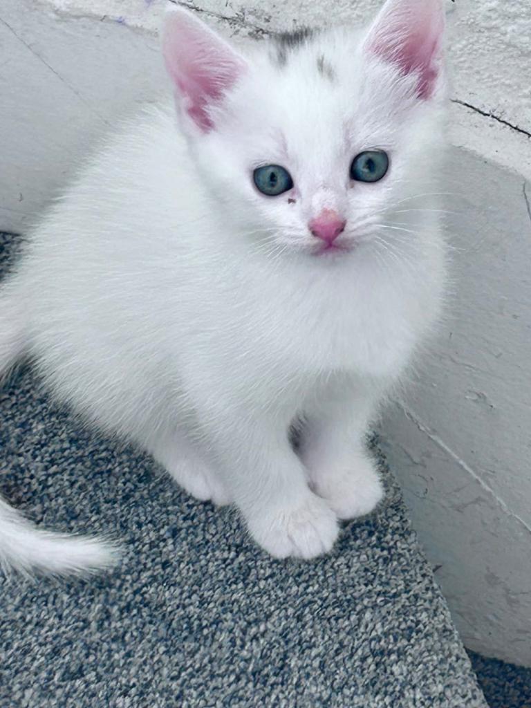 3 female Turkish cats for sale 