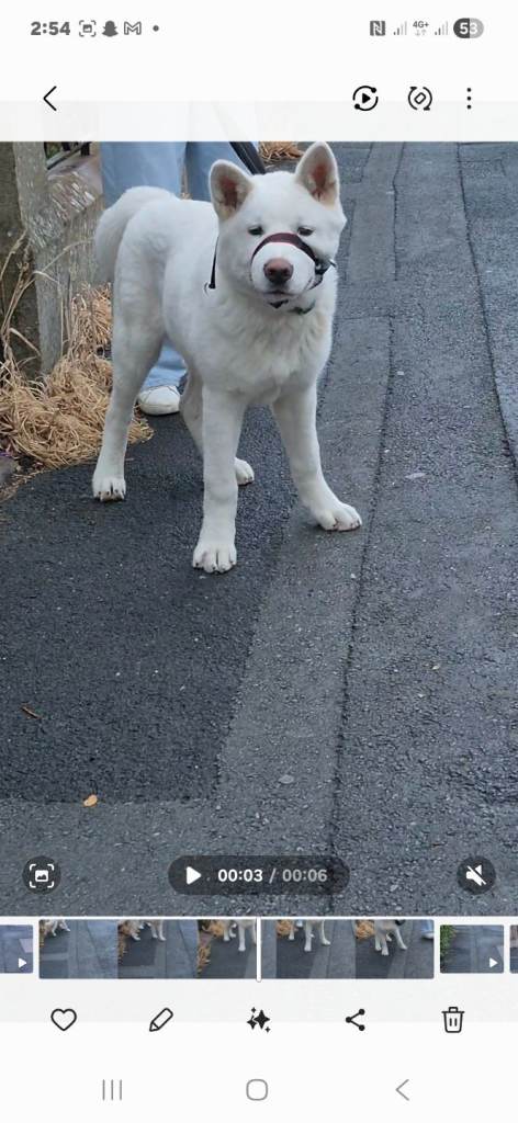 American akita £450 ono