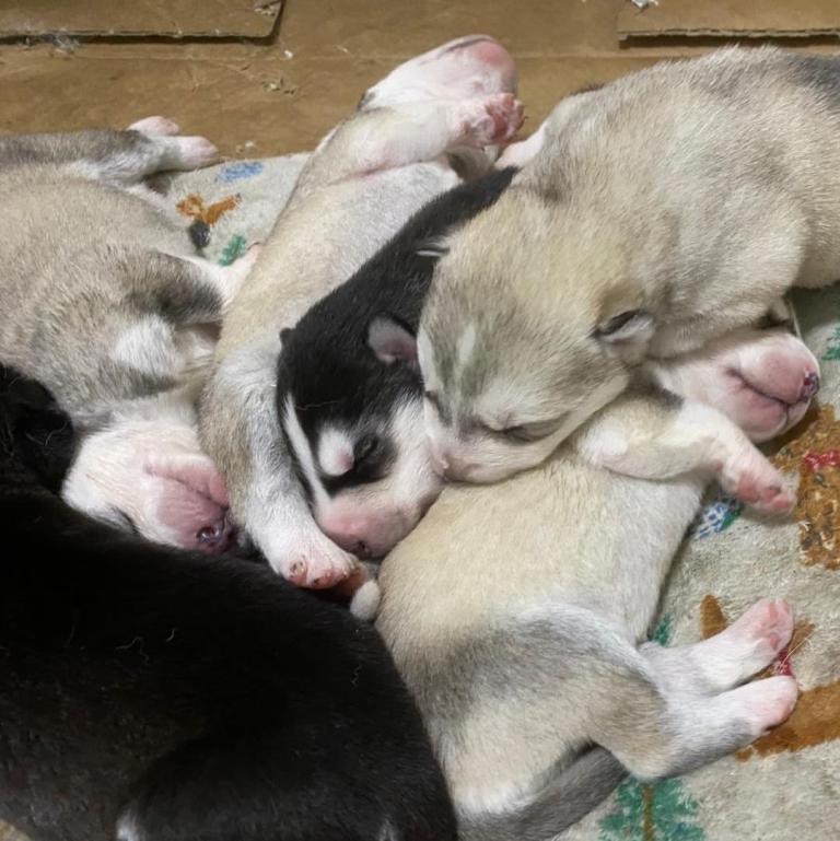 Siberian Husky Puppies for Sale 