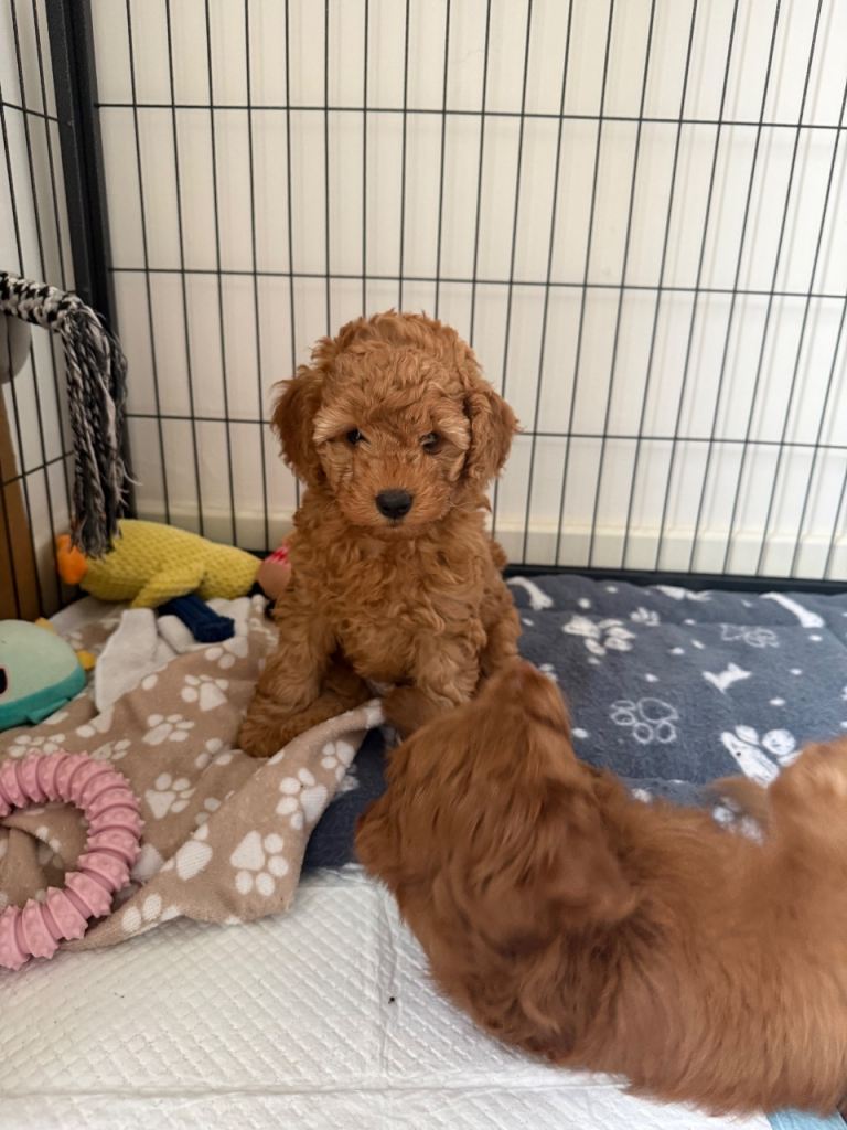 F1B Cavapoo puppy 