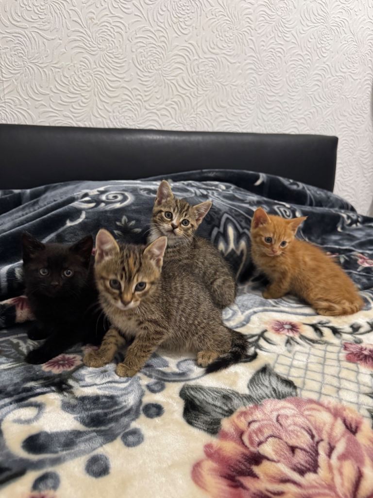 Kittens for sale! 