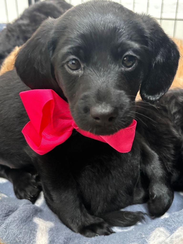 3 boys and 1 girl puppy looking for their forever home 