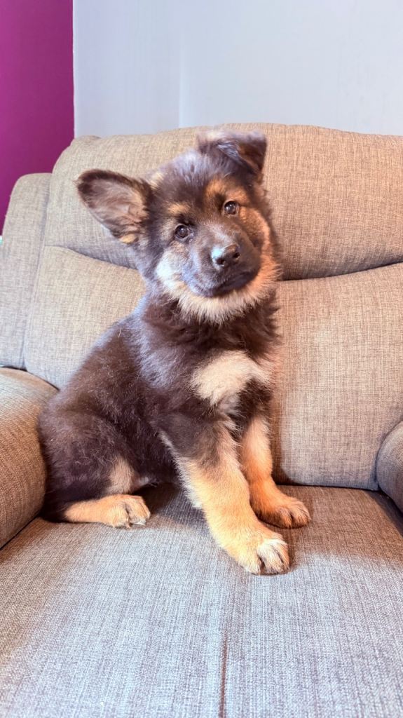 KC registered German shepherd puppies