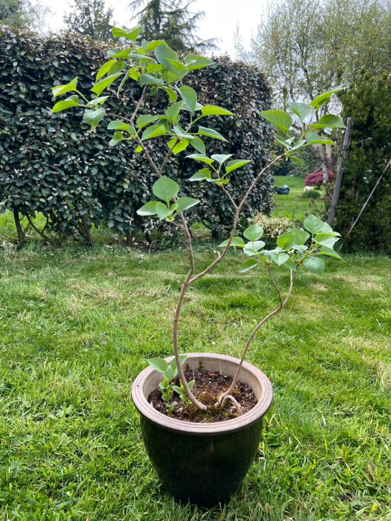 Young lilac tree/plant
