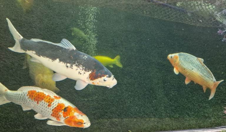 Large Koi Carp for Sale – Approx. 20" 