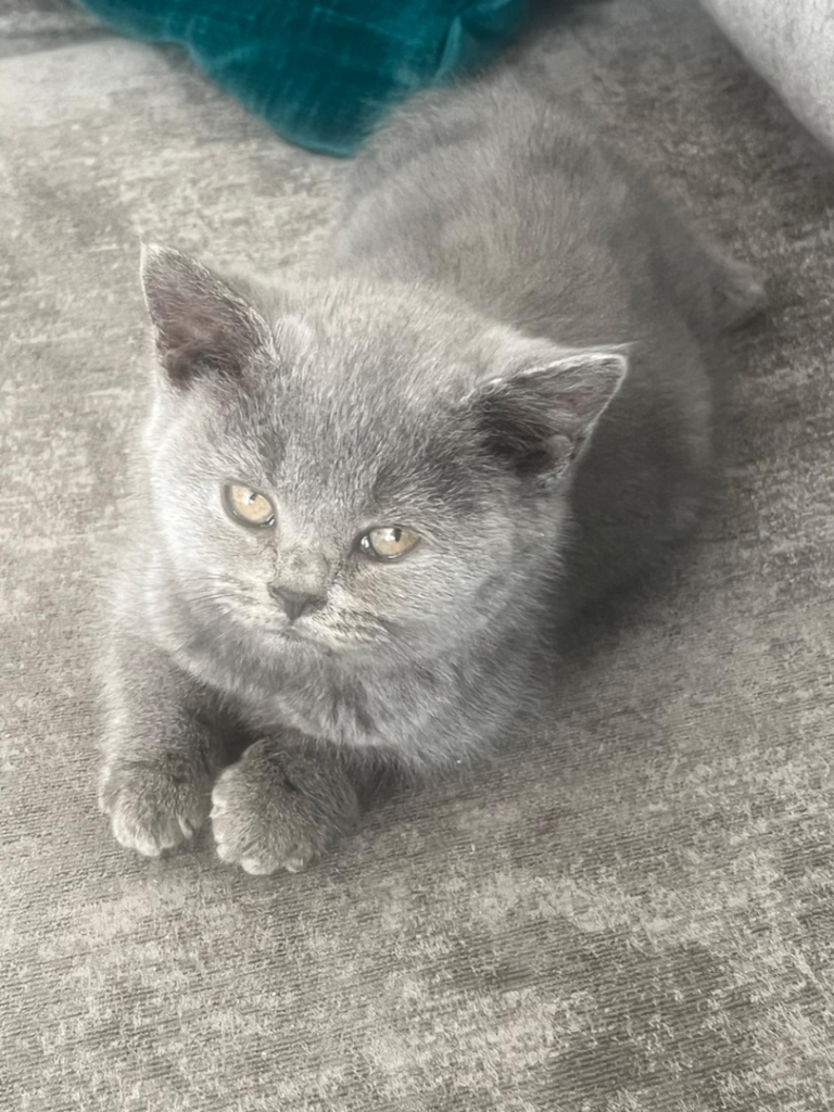 Lovely British shorthair kittens 