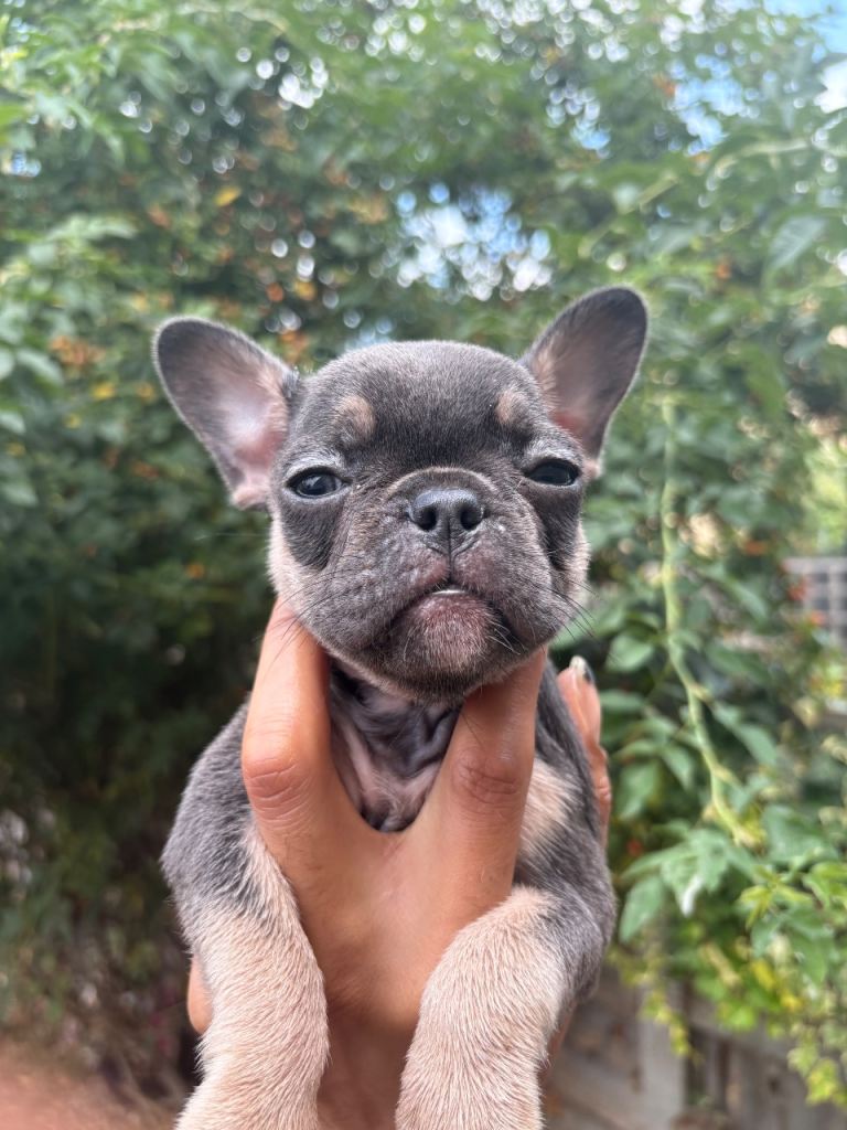 Adorable Female French Bulldogs! 🐶❤️