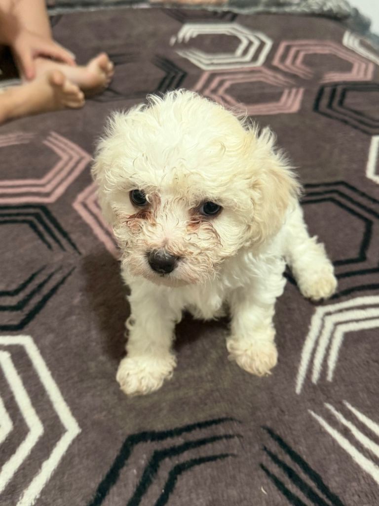 Bichon 