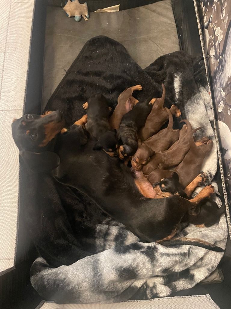 Dachshund puppies 