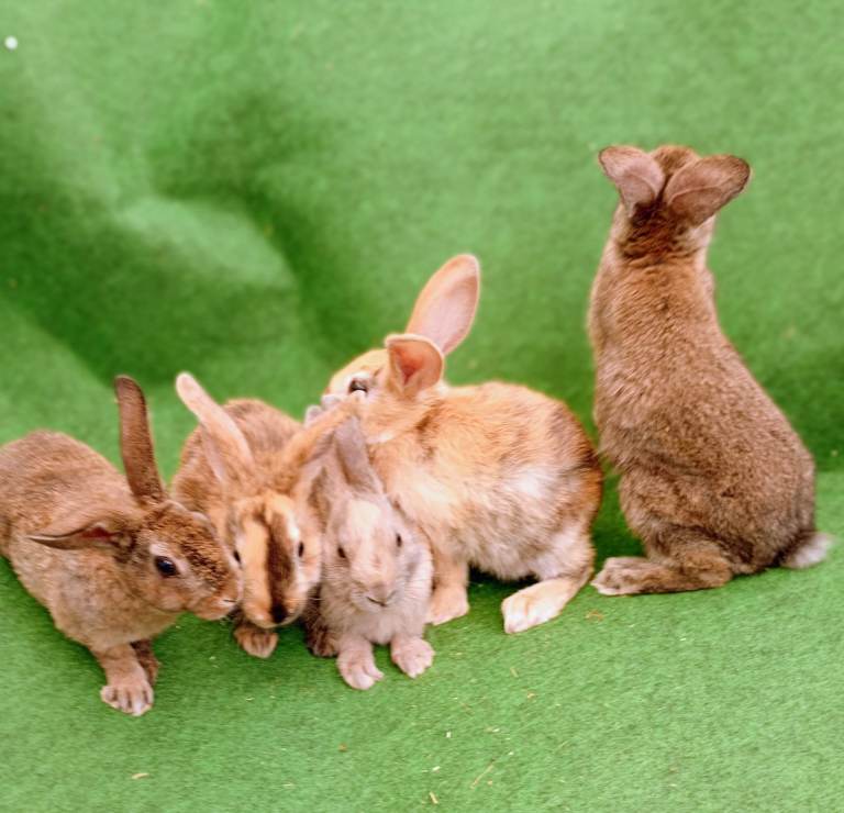 Beautiful Netherlands dwarf rabbits