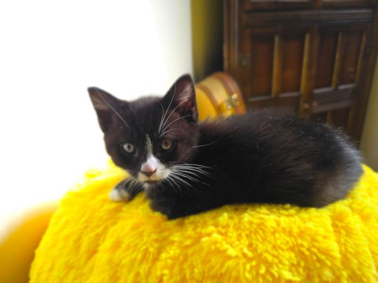 Beautiful kittens ready to go.