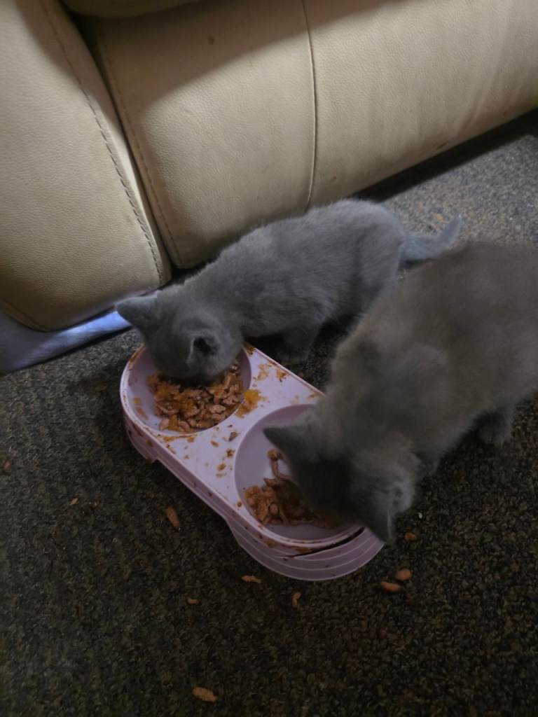 Kitten