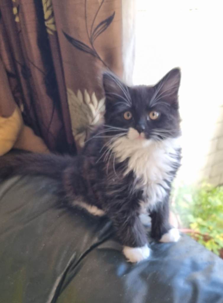  1 boy. Lovely long fur kitten, 10 weeks old 