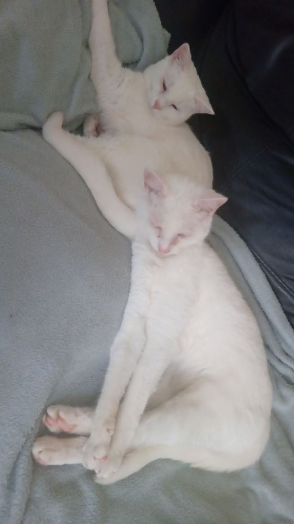 cats