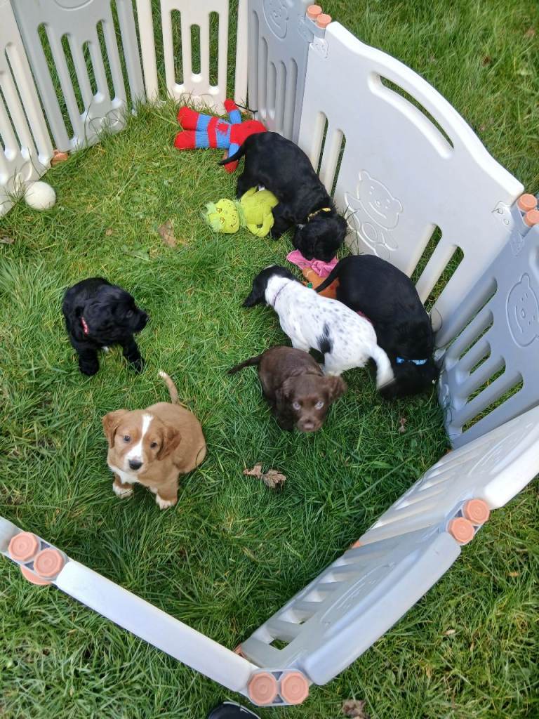 Beautiful pedigree cocker spaniel puppies 