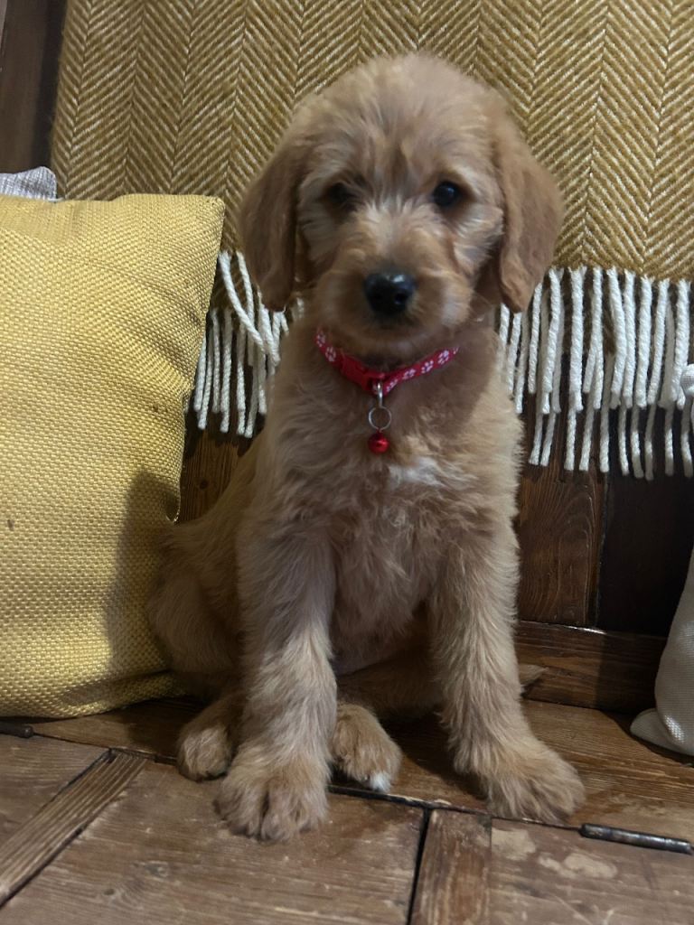 Beautiful Labradoodle boys and girls