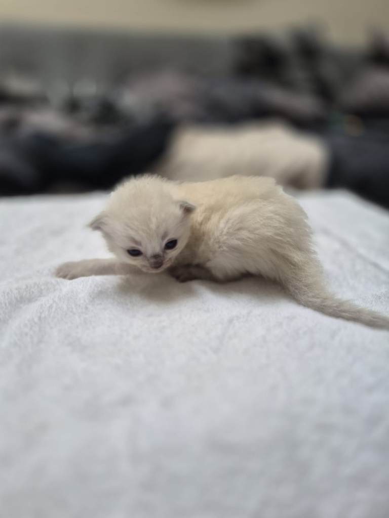 Beautiful Ragdoll Kittens Looking for Loving Homes