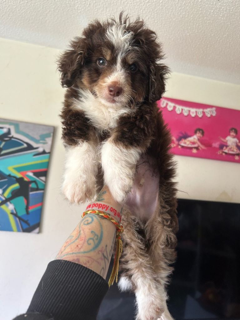 Cavapoo cross Pomsky 