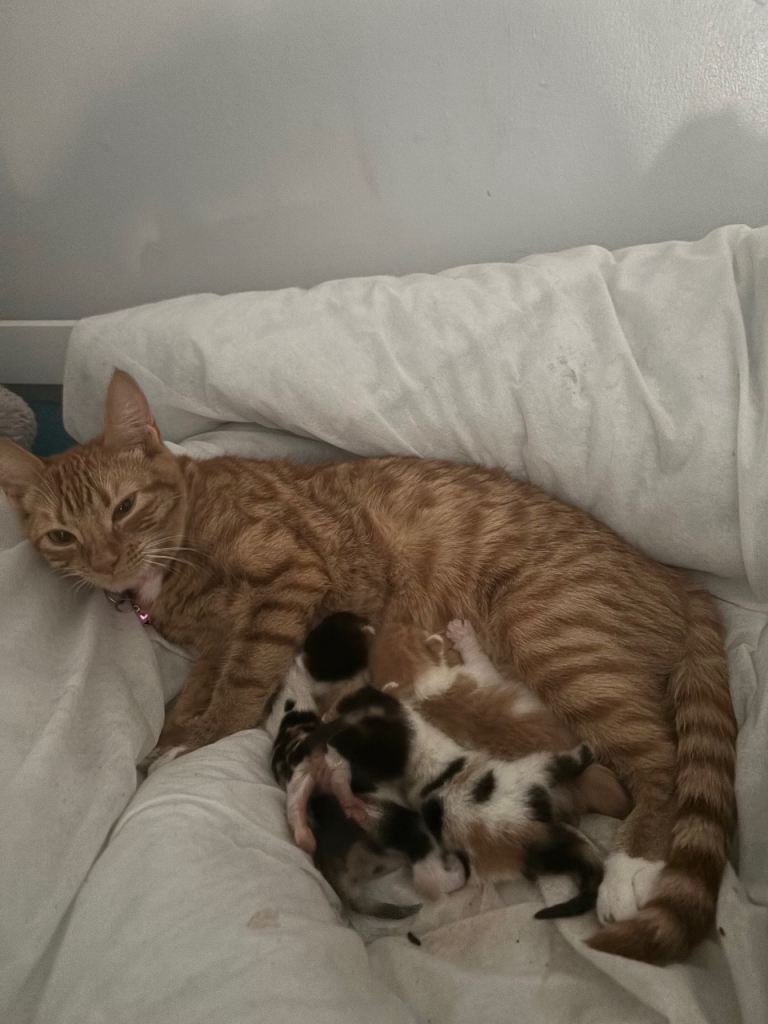 3 beautiful kittens  