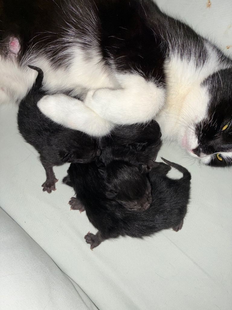 4 black kittens 
