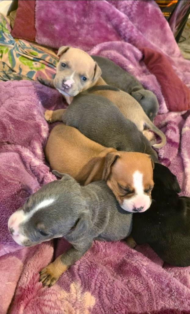 Staffordshire Bull Terrier Puppies - Female and Male