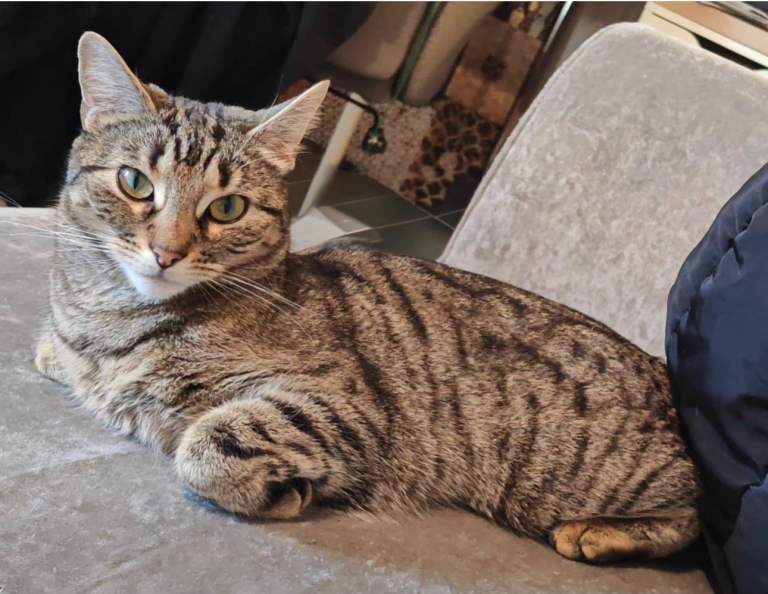 Bengal X - 2 years old 