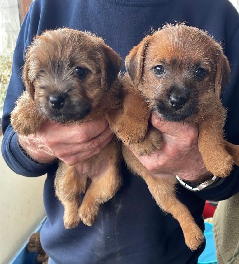 Norfolk Terrier puppies