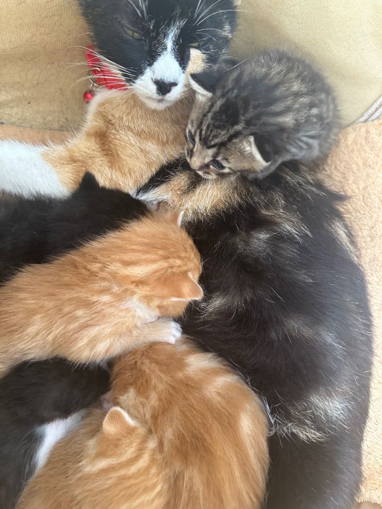 Male kittens for sale and one female 