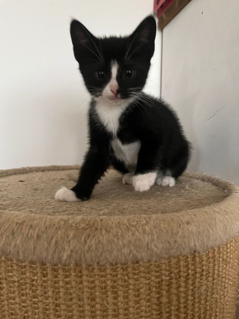 2 Female Kittens 