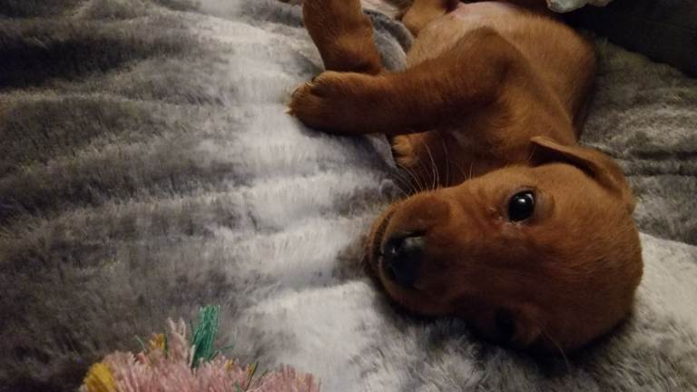 Fox red labrador puppy 8 weeks