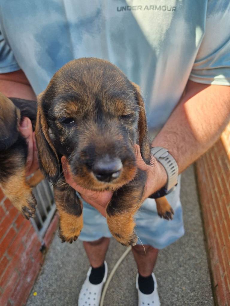 Wirehaired daschund female pup(last one ready to leave )