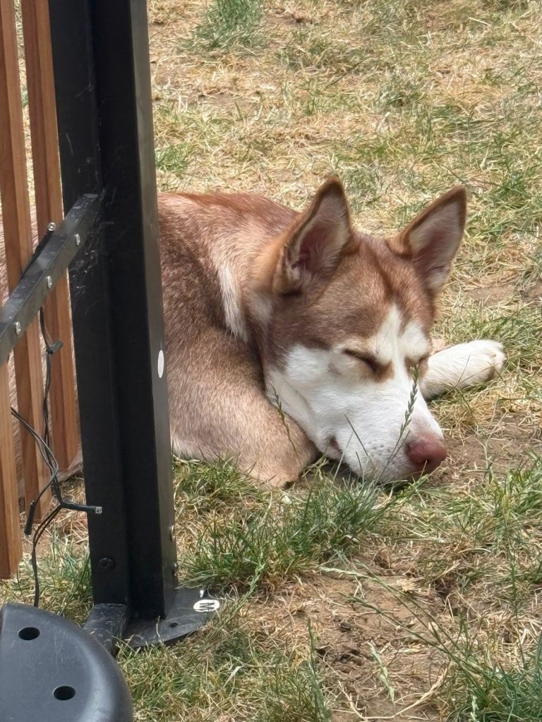 Husky 