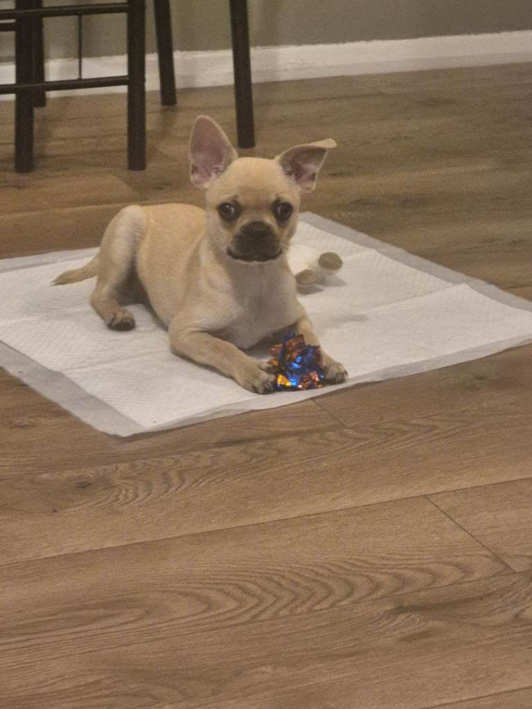 Adorable Chihuahua Puppy - Playful and Loving