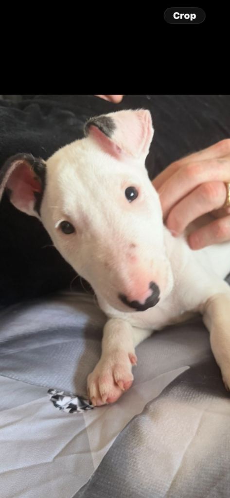 10 week old pup for sale