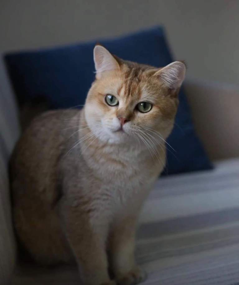 Beautiful Pedigree British Shorthair Boy for Rehoming