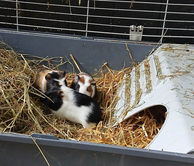 Baby guinea-pigs for sale 