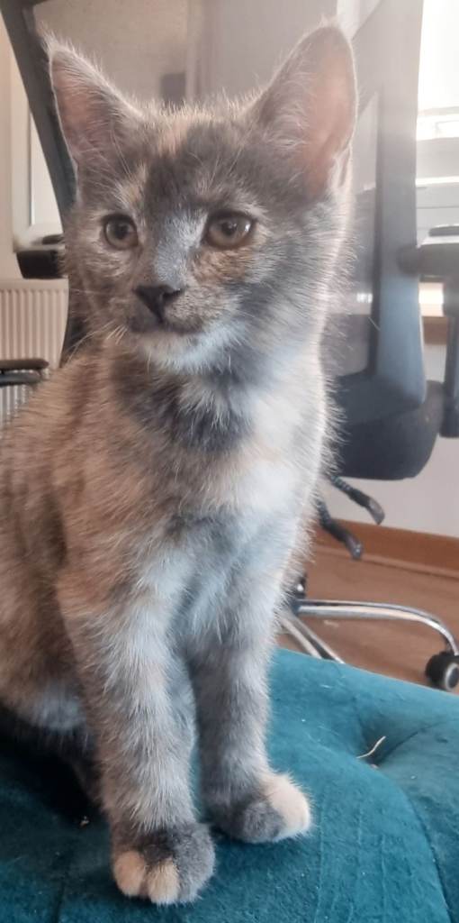 Tonkinese X Kittens (UPDATE: only 3 still available))