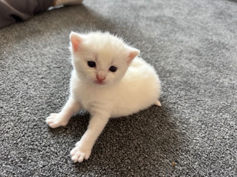 3 Pure White British Shorthair Kittens