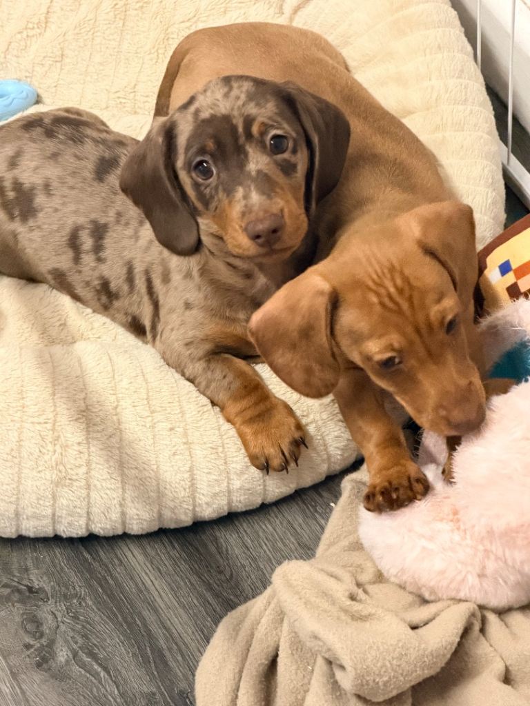 Miniature Dachshund puppy 