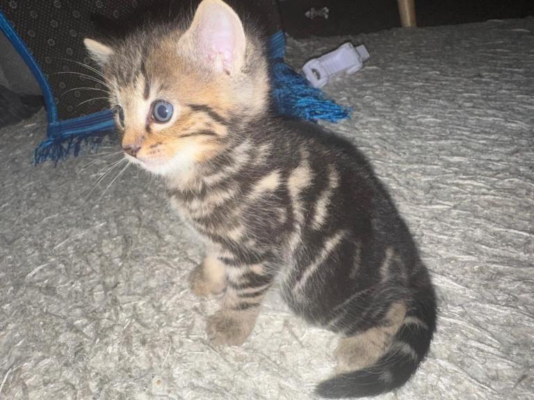 Bengal x British shorthair mix kittens