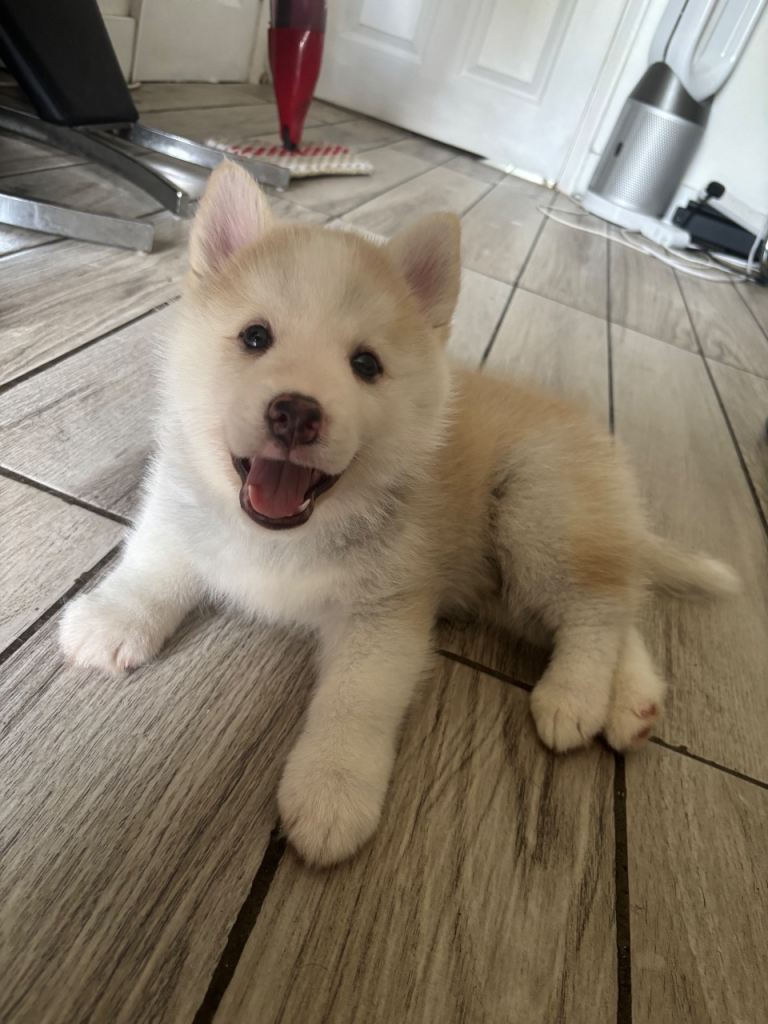 Last pup left now reduced Stunning fluffy f3 pomsky puppies