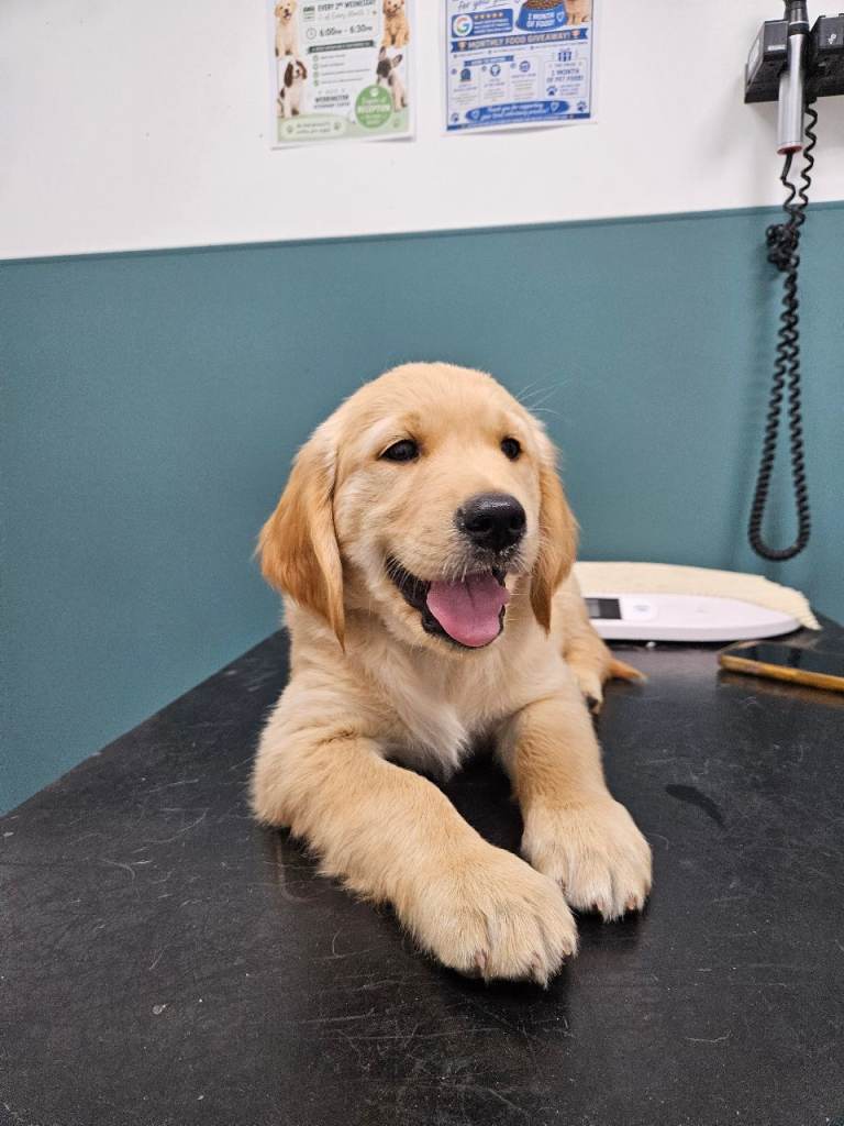 Beautiful Litter of Golden Retriever puppies