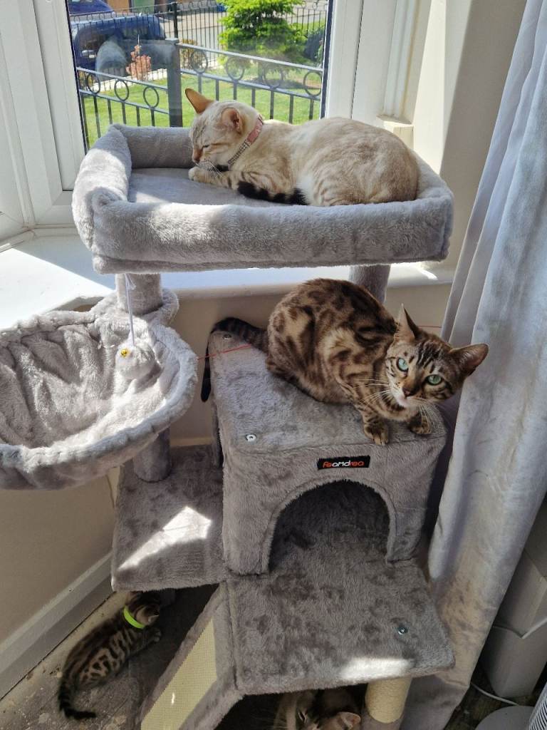 Beautiful glitter bengals