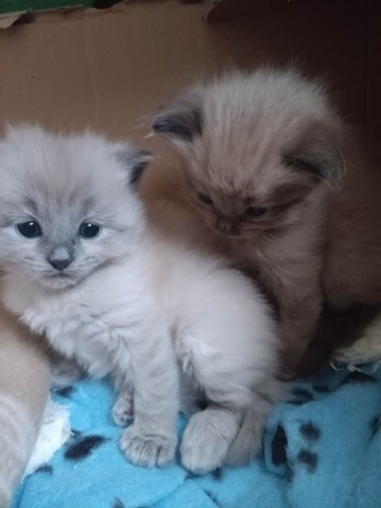 Unique Ragdoll Kittens For Sale