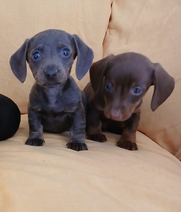 Miniature dachshund puppies ready now for family homes