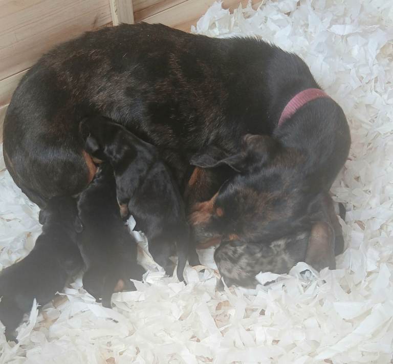 Dachshund 