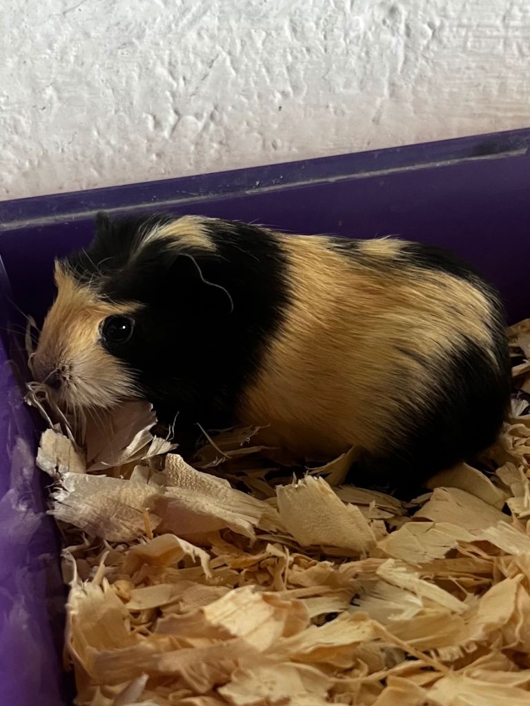 Guinea pig 