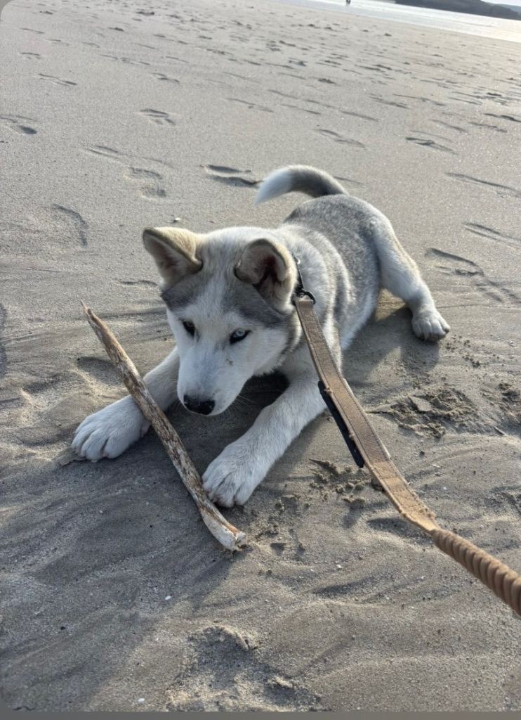 Alaskan Malamute x Husky puppy