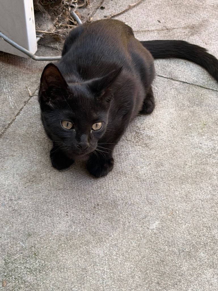 Black kittens 