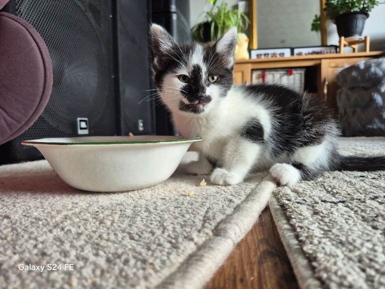 Kittens for sale 